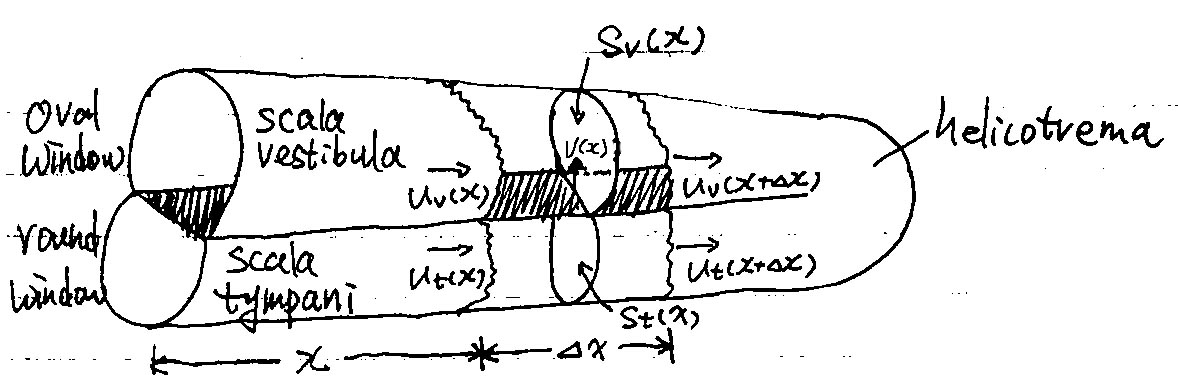 cochlea_model_1d_sketch