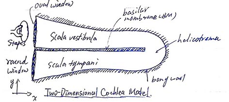 cochlear_model_2d