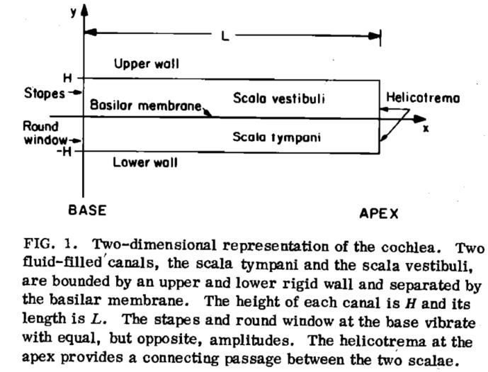 2d_cochlea_model_neely